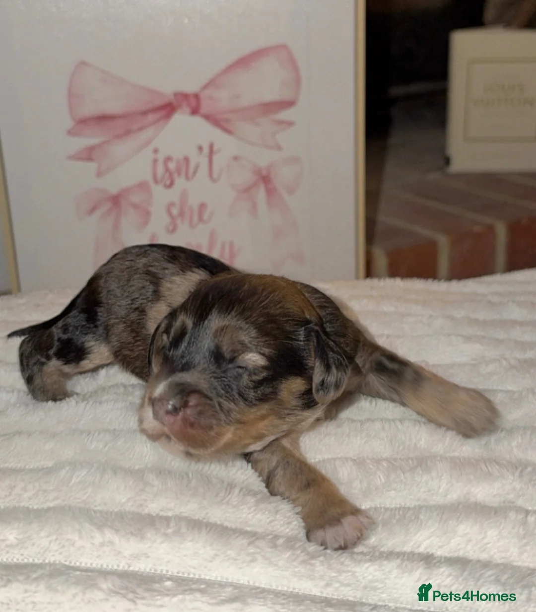 Cockapoo dogs for sale: F1 Merle cockapoo puppies 🤎 in Morpeth - Advert 1