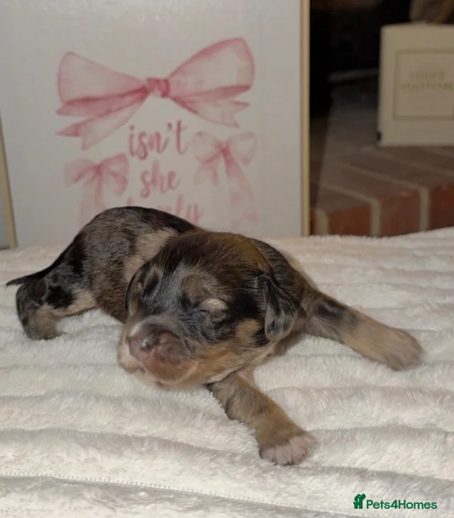 F1 Merle cockapoo puppies 🤎 for sale in Morpeth | Pets4Homes