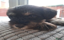 Miniature Schnauzer dogs for sale: 3 adorable miniature schnauzer puppies  - Image 5