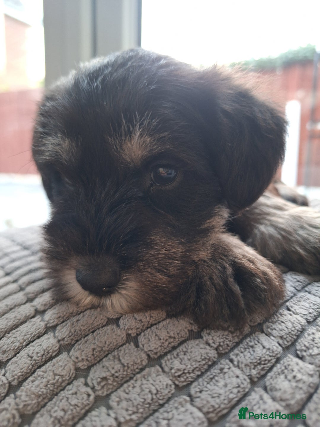 Miniature Schnauzer dogs for sale: 3 adorable miniature schnauzer puppies  - Image 5