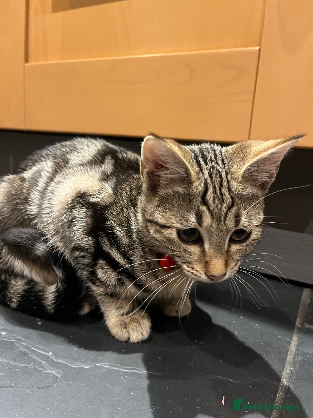 Mixed Breed cats for sale: Sibling Female Bengal x Ragdoll x 2 17 weeks old - Advert 11