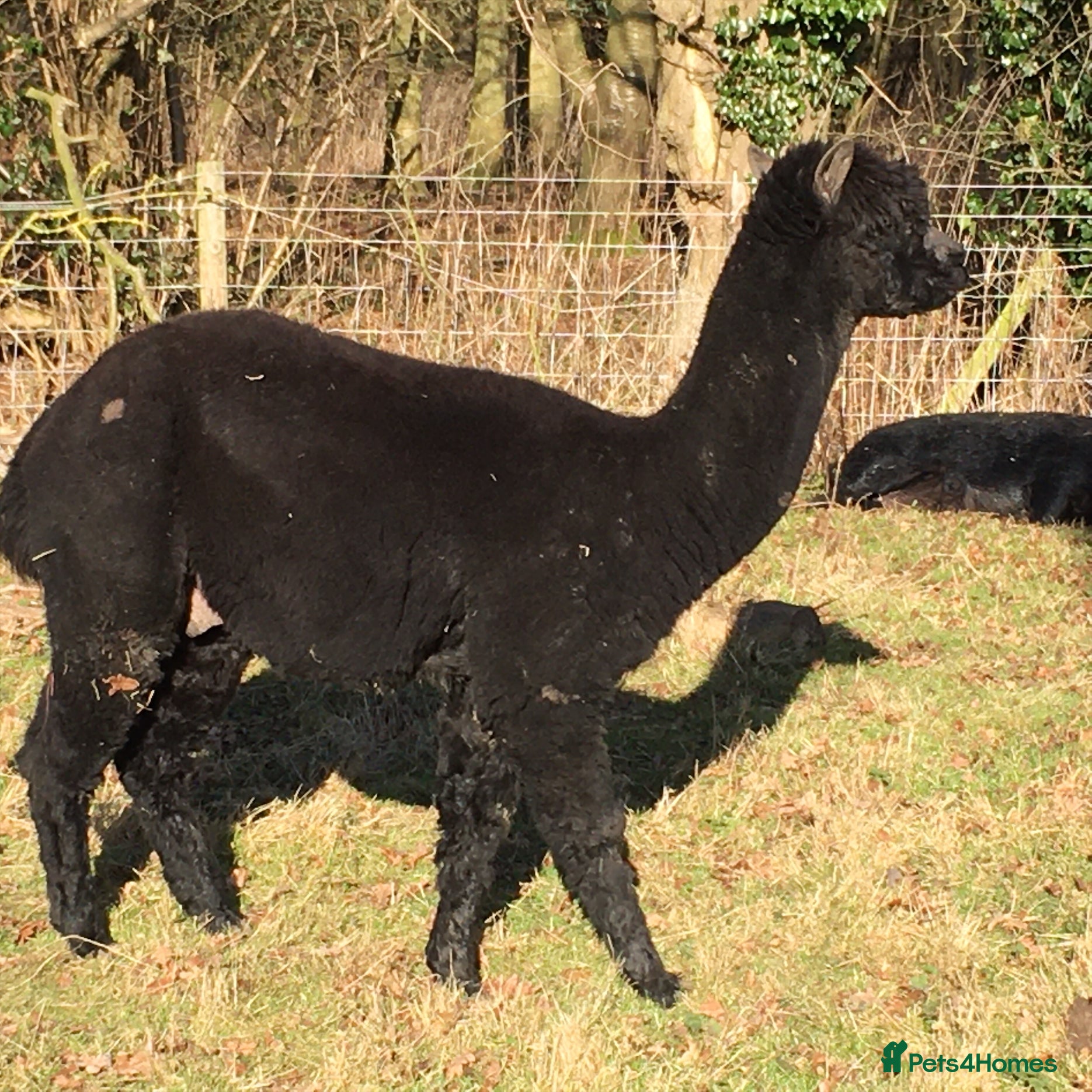 Alpaca livestock Two alpaca boys  in Norwich - Advert 3