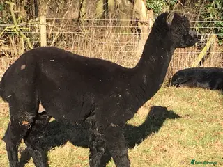 Alpaca livestock Two alpaca boys in Norwich - Advert 3