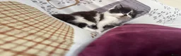 Mixed Breed cats for sale: 5 GORGEOUS KITTENS  - Advert 5
