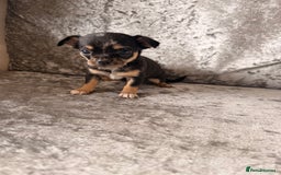 Chihuahua dogs for sale: Exquisite Chihuahua puppies ready now  - Image 3