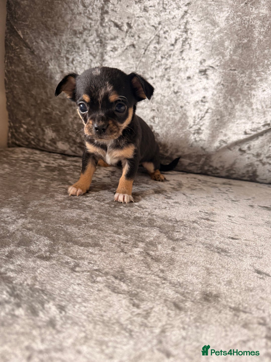 Chihuahua dogs for sale: Exquisite Chihuahua puppies ready now  - Image 3