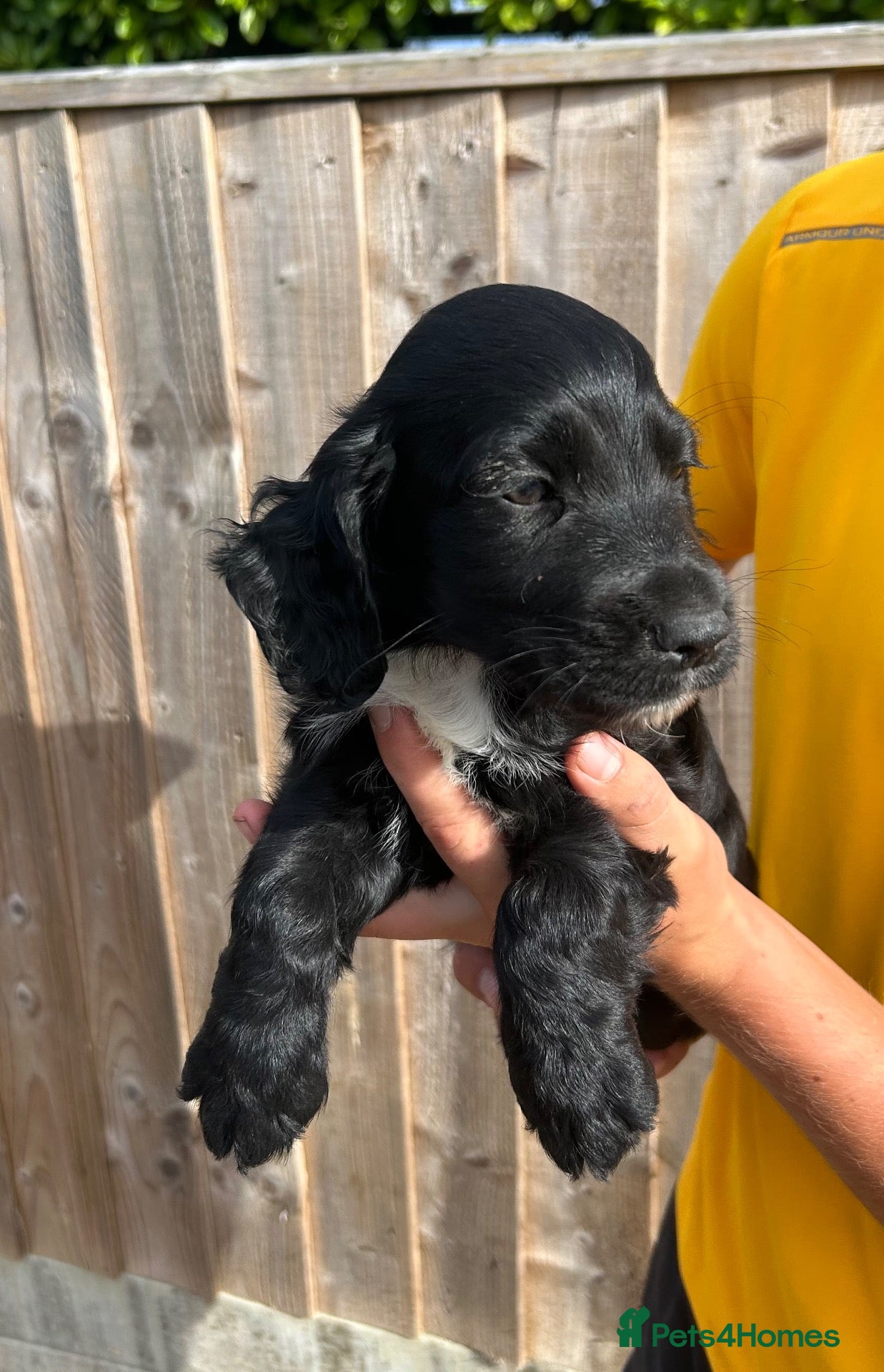 Cocker Spaniel dogs READY TO LEAVE beautiful cocker spaniel pups  - Advert 2