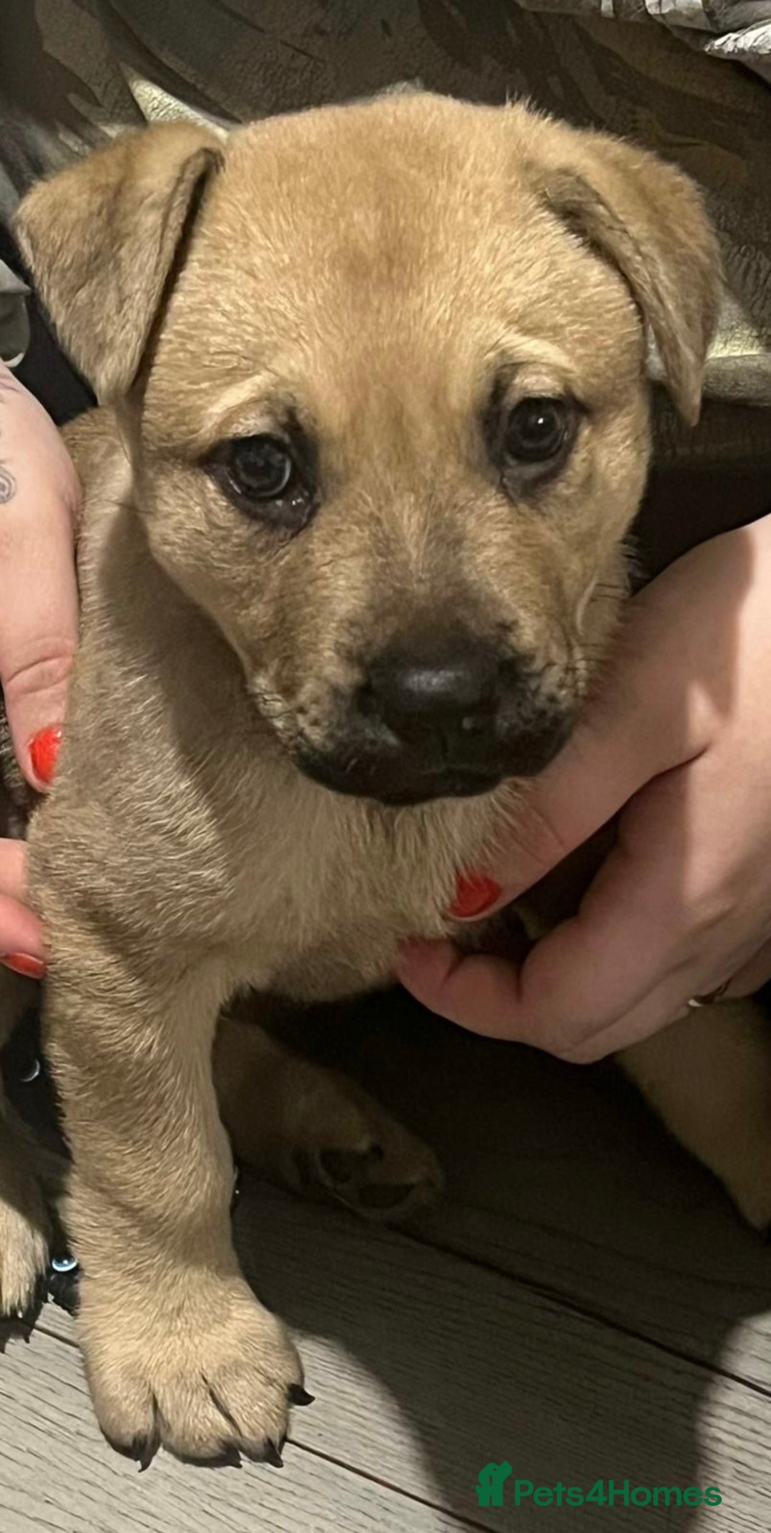 Mixed Breed dogs for sale: Female German shepherd/staff 7weeks old.  - Image 3