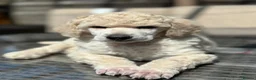 Standard Poodle dogs for sale: Outstanding Standard Poodle Puppies - Advert 8
