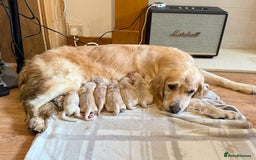 Golden Retriever dogs for sale: Chunky Golden Retriver pups with cream coats - Image 2