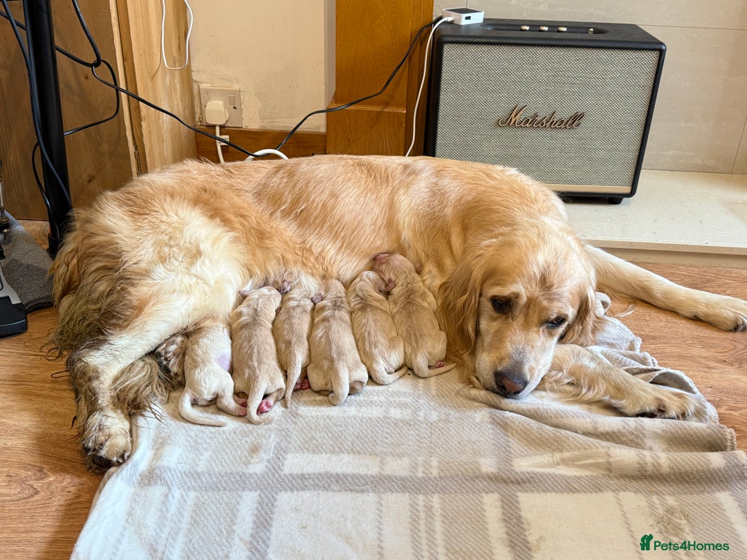 Golden Retriever dogs for sale: Chunky Golden Retriver pups with cream coats - Image 2