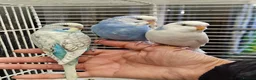 Budgerigars birds for sale: Super Silly hand tamed baby budgies for sale - Advert 3