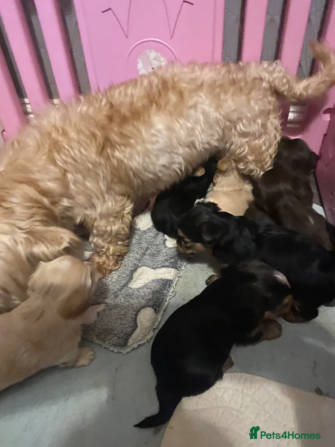 Yorkshire Terrier dogs for sale: Colorful Yorkshire terrier - Advert 18