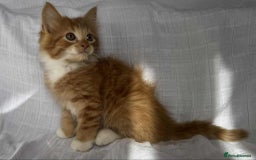 Mixed Breed cats for sale: Last black female left Turkish angora cross kitten - Image 23