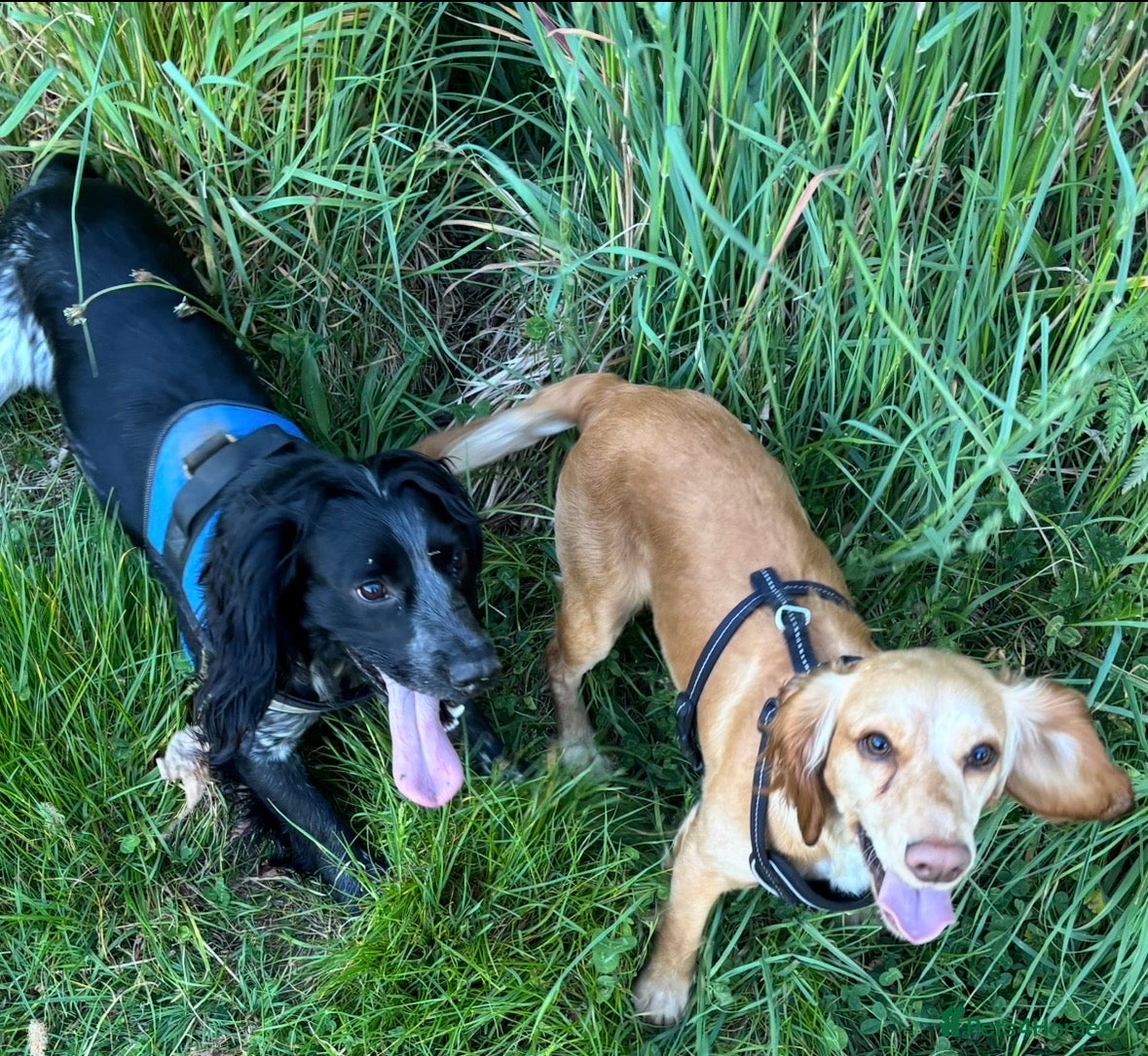 Cocker Spaniel dogs Cocker spaniels  - Advert 2