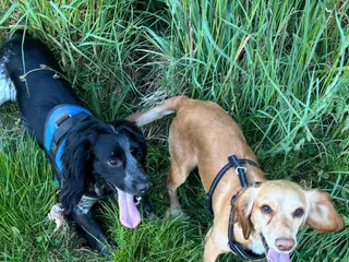 Cocker Spaniel dogs Cocker spaniels - Advert 1