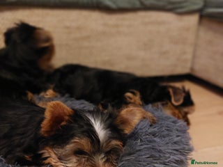 Yorkshire Terrier dogs Yorkshire Terrier Puppies – Ready 24Nov(3 left) - Advert 16