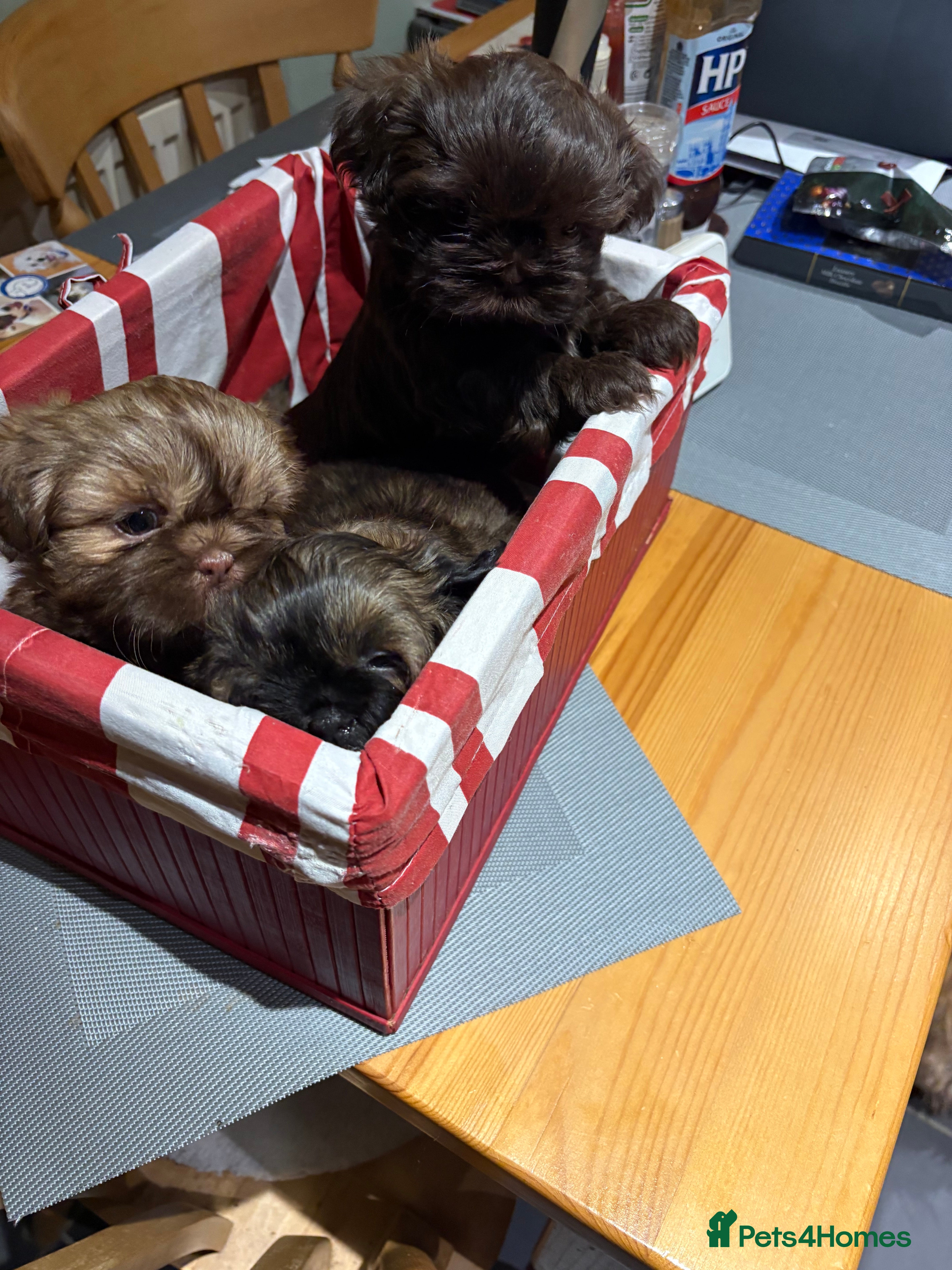 Shih Tzu dogs Karashishi shih tzu - Advert 5