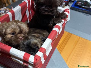 Shih Tzu dogs Karashishi shih tzu - Advert 5