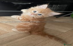 Mixed Breed cats for sale: 5 playful kittens looking for their forever homes  - Image 9
