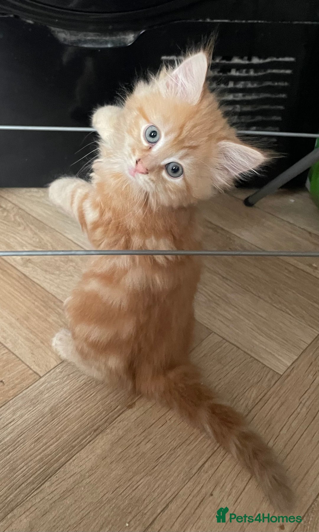 Mixed Breed cats for sale: 5 playful kittens looking for their forever homes  - Image 9