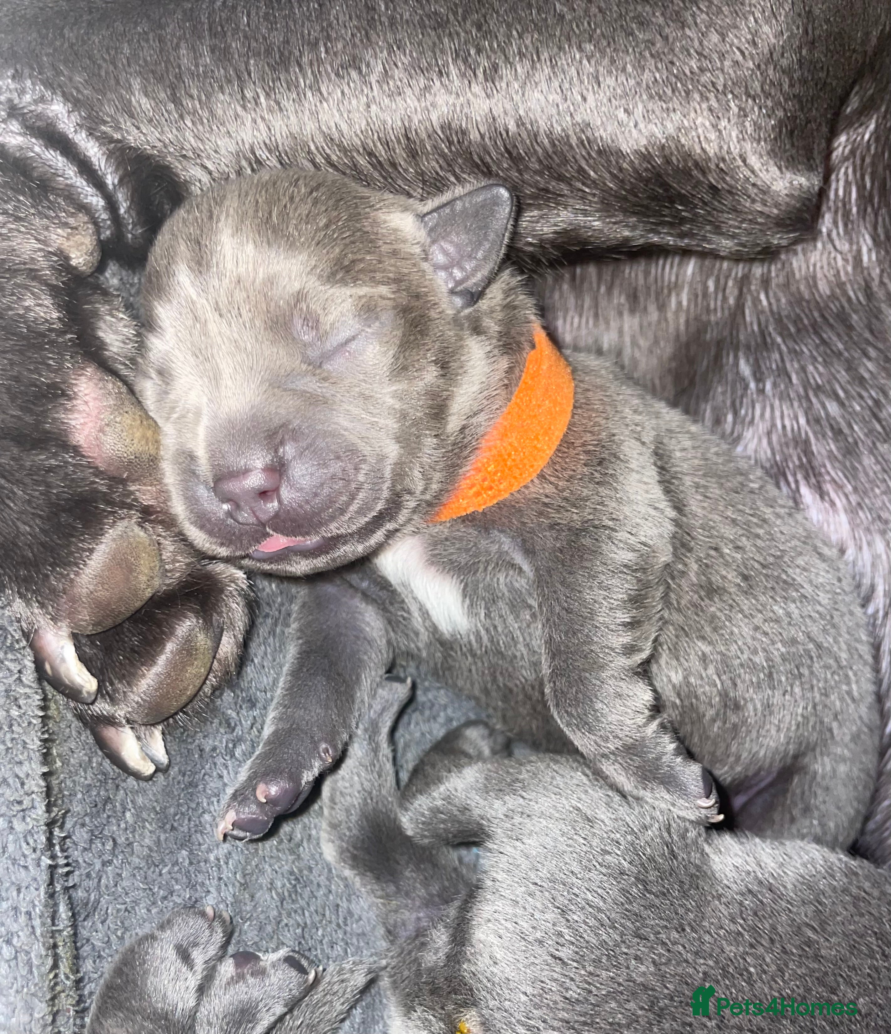 Staffordshire Bull Terrier dogs 7 beautiful KC staffy puppy’s - Advert 4