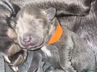 Staffordshire Bull Terrier dogs 7 beautiful KC staffy puppy’s - Advert 4