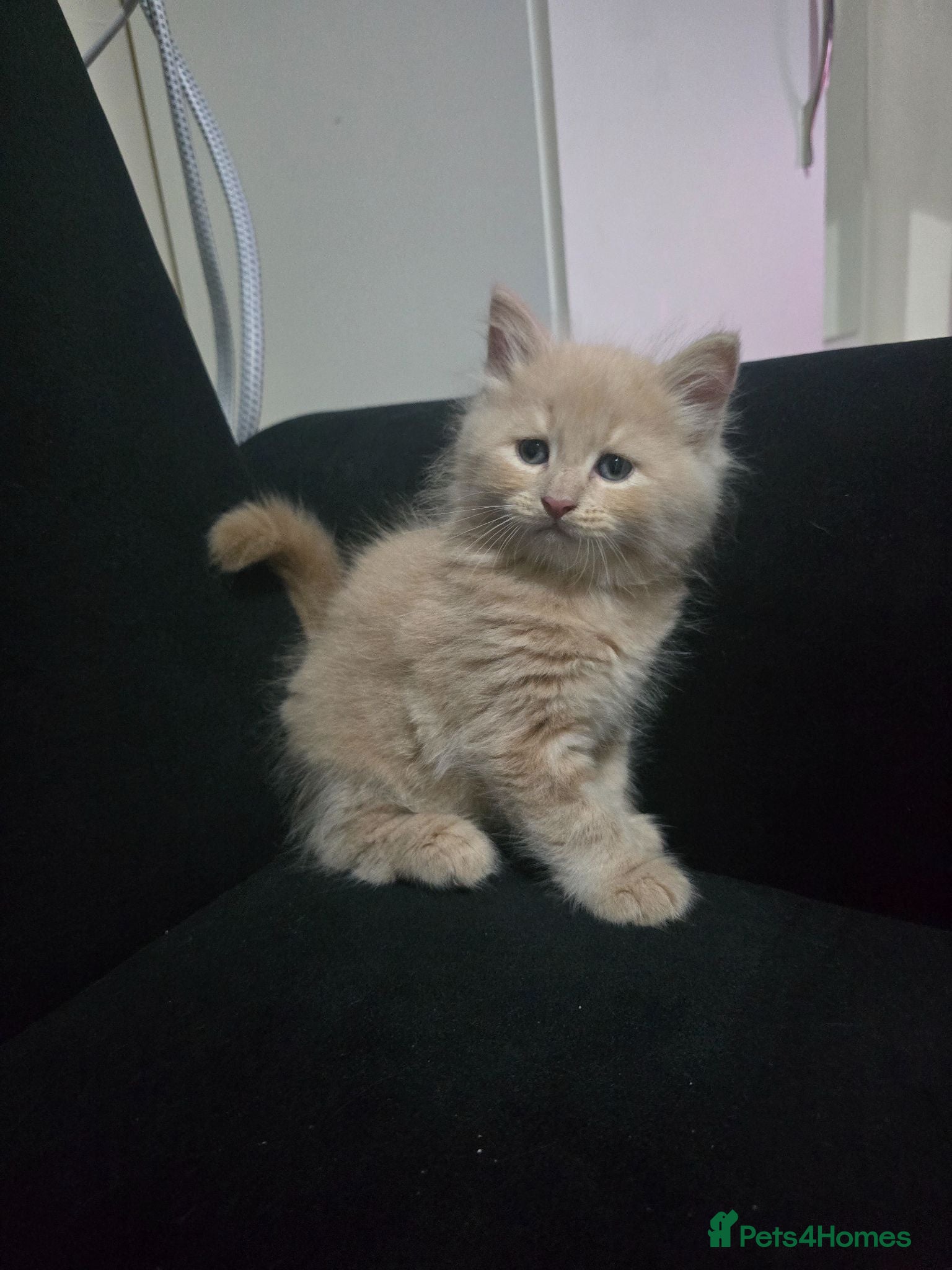 Mixed Breed cats Dad full maine coons and mum mixed ragdoll - Advert 2