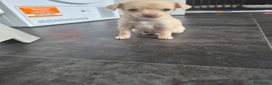 Chihuahua 2