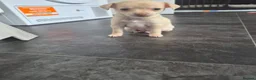 Chihuahua dogs for sale: 2 girl chihuahua left ready 10th August  - Advert 10
