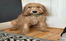Mixed Breed dogs for sale: Cavapoo - Image 12