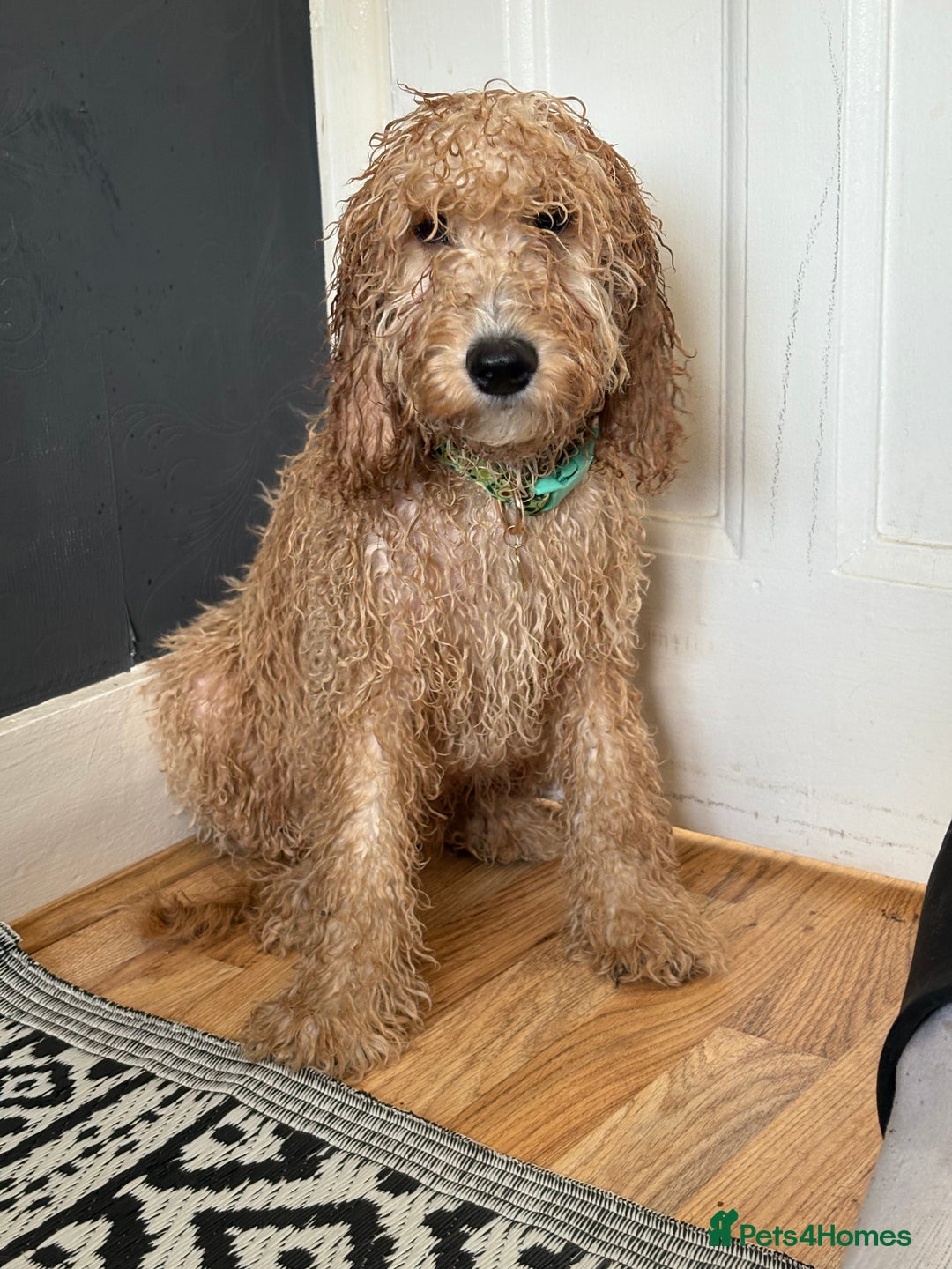 Mixed Breed dogs for sale: Cavapoo - Image 12