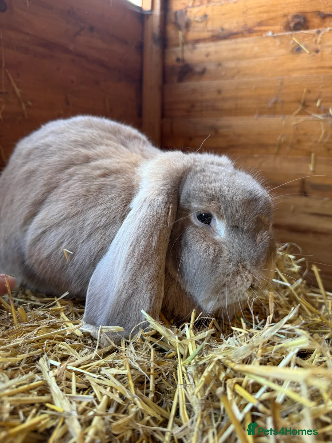 French Lop rabbits for sale: Bonded Sister French Lops for pet home - Advert 8