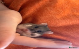 Hamster rodents for sale: Hamster  - Image 1