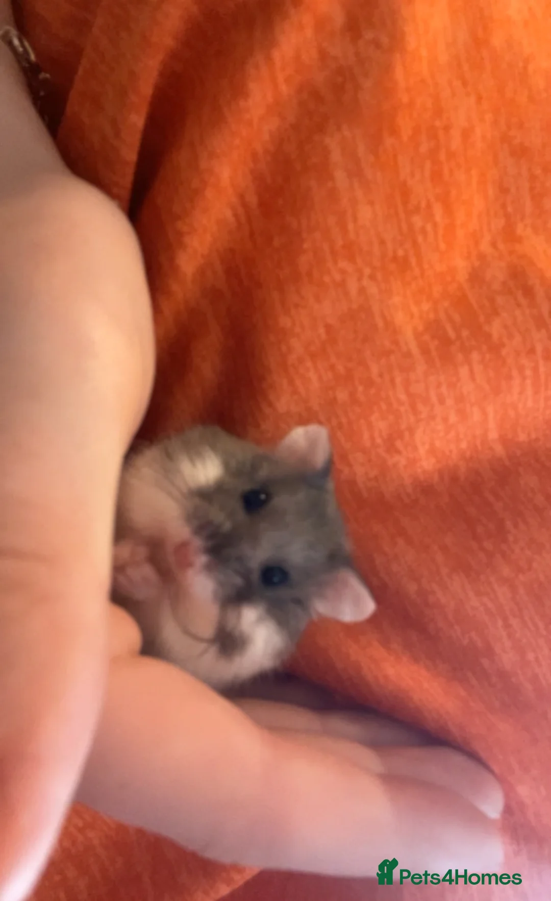 Hamster rodents for sale: Hamster  - Advert 1