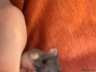 Hamster rodents Hamster - Advert 4