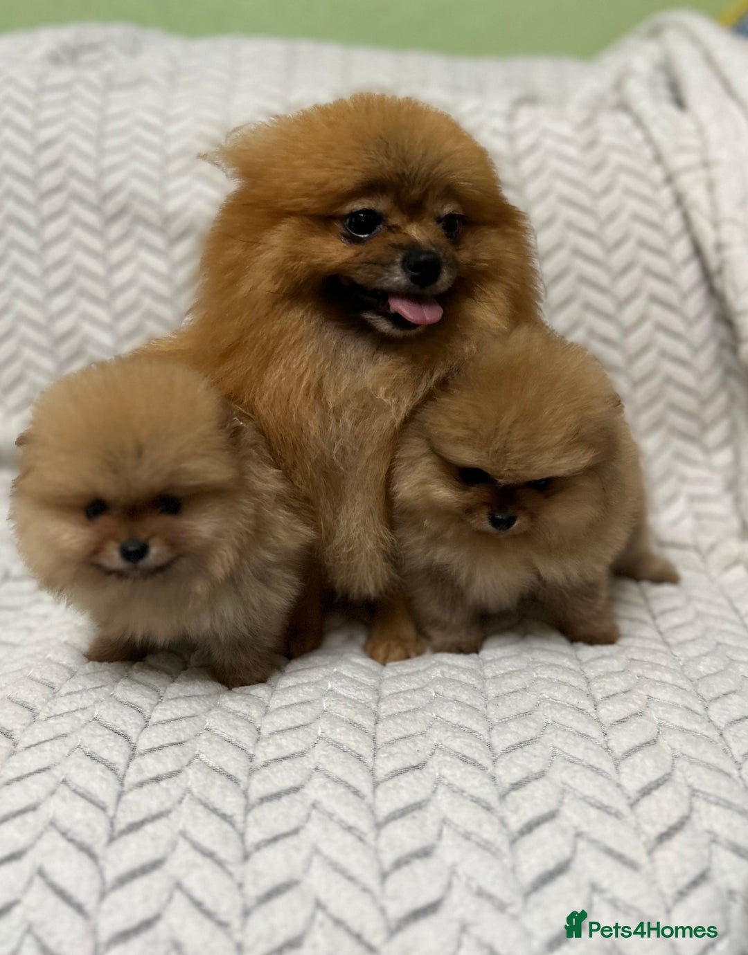 Pomeranian dogs for sale: Fabulous Pomeranian Girl Puppies  - Image 4
