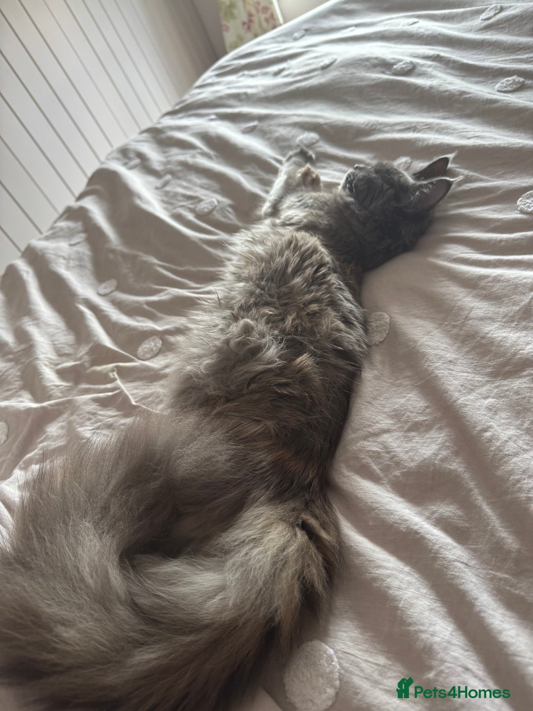 Maine Coon cats for sale: Beautiful Maine coon Female  - Advert 3