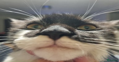 Maine Coon cats - Advert 9