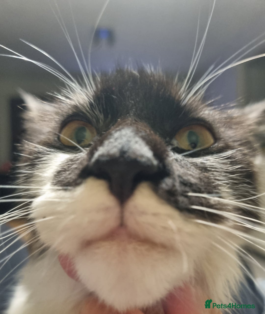 Maine Coon cats for sale: Female Maine Coon kitten - Image 3