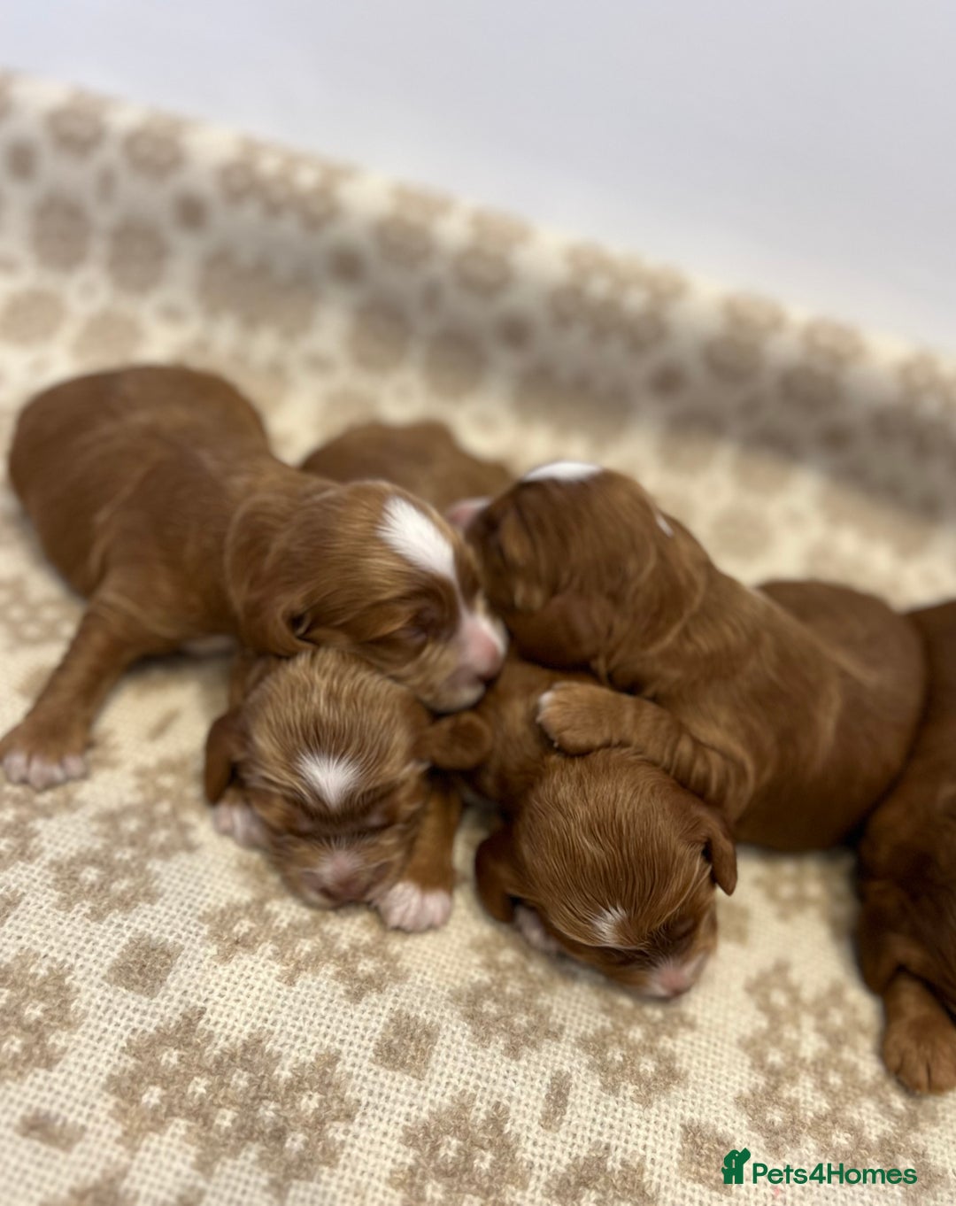 Cockapoo dogs for sale: F1 Show Type Cockapoo Puppies - Image 9