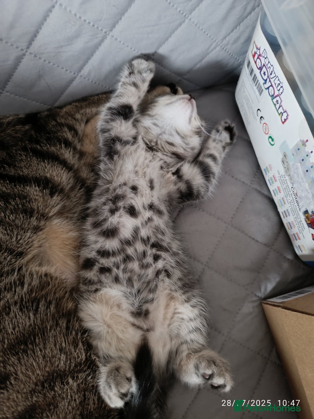 Mixed Breed cats for sale: Tabby kitten - Image 9