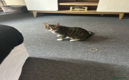 Mixed Breed cats for sale: Mixed breed  - Image 3