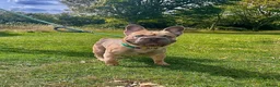 French Bulldog dogs for sale: ❤️READY TO LEAVE French-bulldog puppies ❤️ - Advert 17