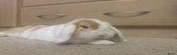 Mini Lop rabbits for sale: Male mini lop in need of friends - Advert 1