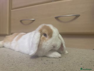 Mini Lop rabbits Male mini lop in need of friends - Advert 1