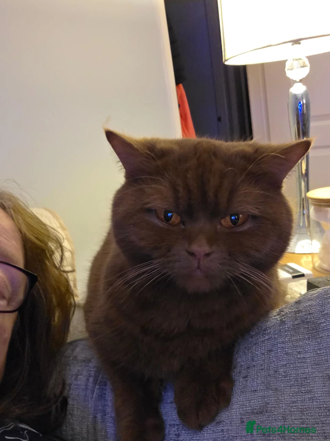 British Shorthair cats for sale: BSH Cinnamon Female Neutered - Advert 2