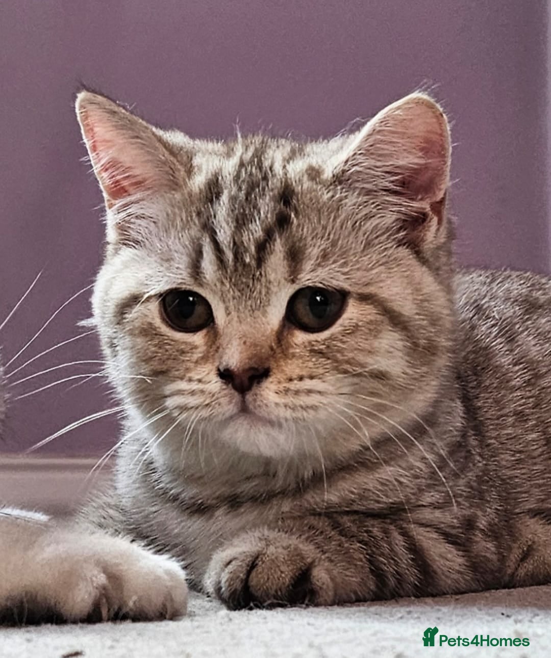 British Shorthair cats ✨️Stunning BSH Chocolate Tabby Girl & Silver Boy - Advert 1