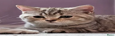 British Shorthair 2