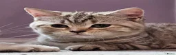 British Shorthair cats for sale: ✨️Stunning BSH Chocolate Tabby Girl & Silver Boy - Advert 2